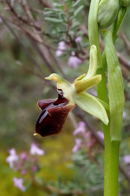 Ophrys sphegodes subsp. massiliensis  - Jany Husson