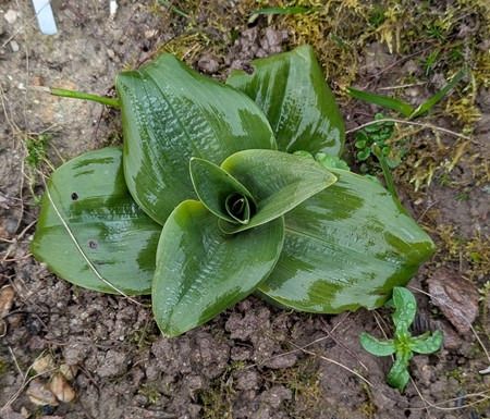 Himantoglossum hircinum  - Jacques Gilardin