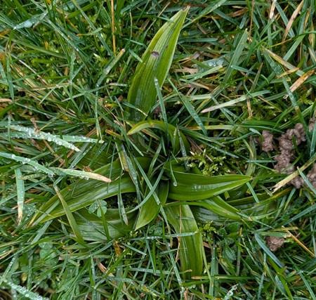 Anacamptis pyramidalis  - Jacques Gilardin