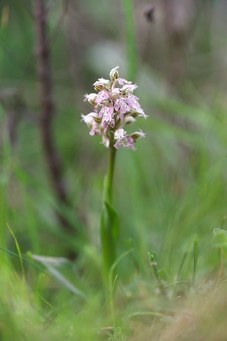 Neotinea corsica  - Mathis Buriasco