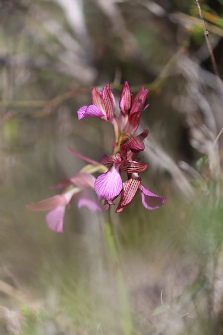 Anacamptis papilionacea  - Mathis Buriasco