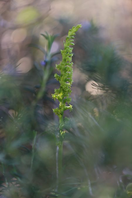 Gennaria diphylla  - Mathis Buriasco