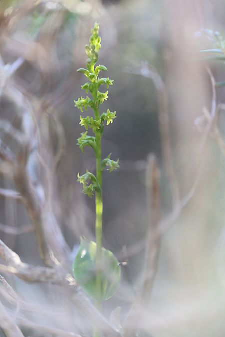 Gennaria diphylla  - Mathis Buriasco
