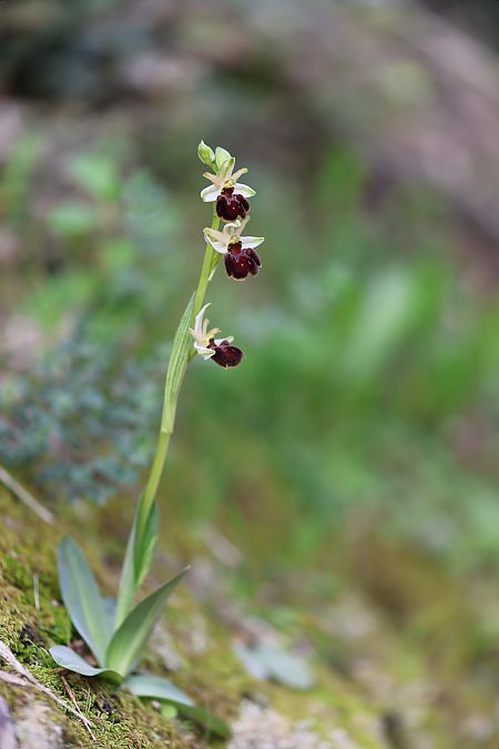 Ophrys panormitana var. praecox  - Mathis Buriasco