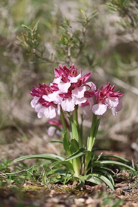 Anacamptis papilionacea  - Mathis Buriasco