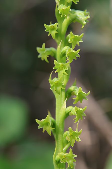 Gennaria diphylla  - Mathis Buriasco