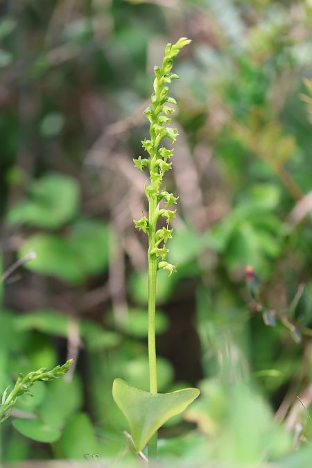Gennaria diphylla  - Mathis Buriasco