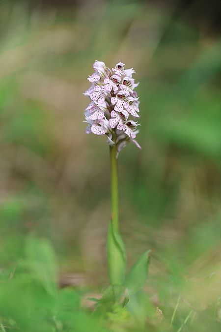 Neotinea corsica  - Mathis Buriasco