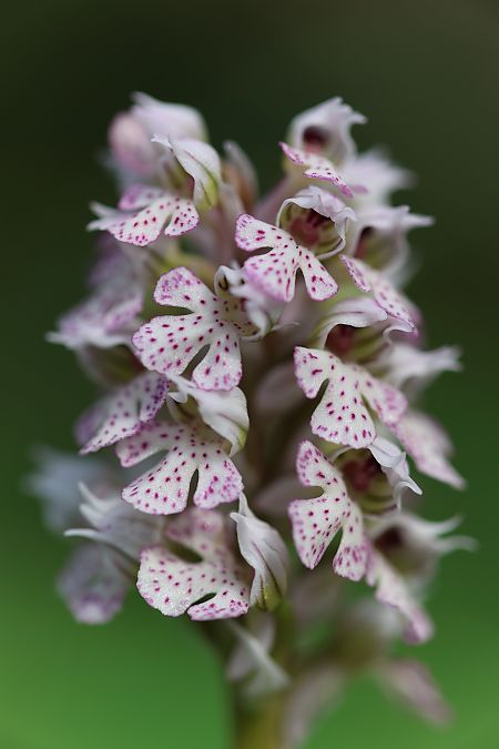 Neotinea corsica  - Mathis Buriasco
