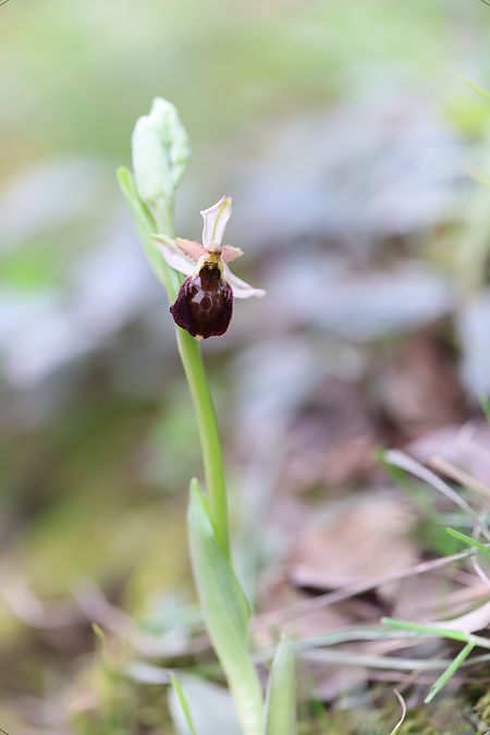 Ophrys morisii  - Mathis Buriasco