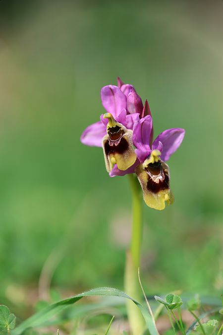 Ophrys tenthredinifera subsp. aprilia  - Mathis Buriasco