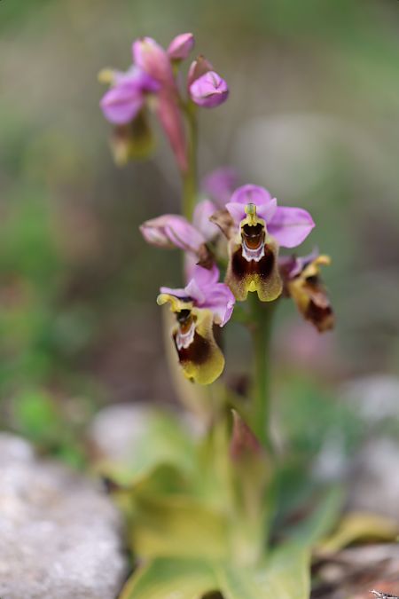 Ophrys tenthredinifera subsp. aprilia  - Mathis Buriasco