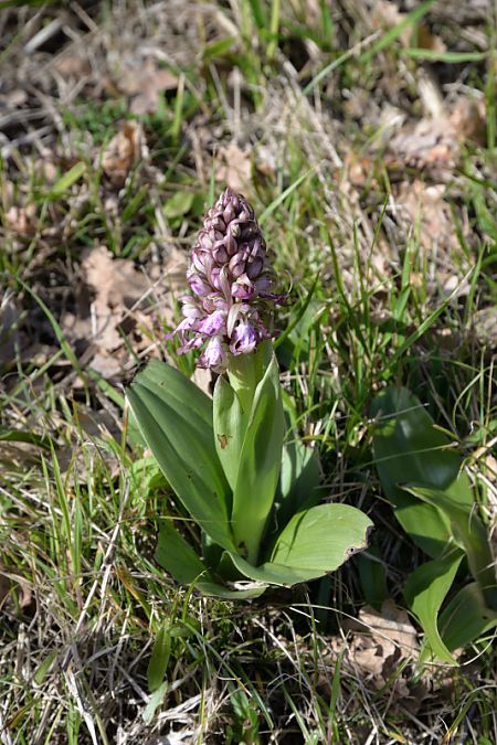 Himantoglossum robertianum  - Michel Pansiot