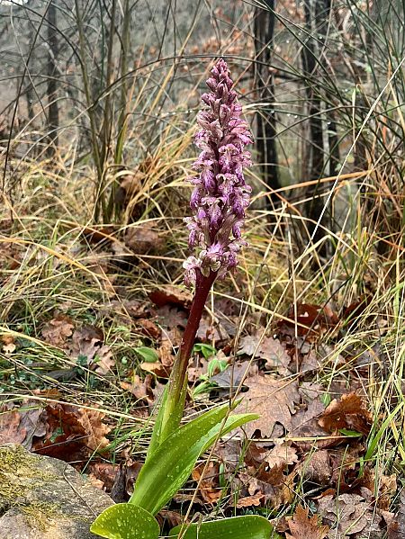 Barlia robertiana  - Frédéric Masson