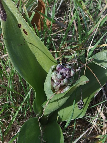 Himantoglossum robertianum  - Geneviève Helfenstein