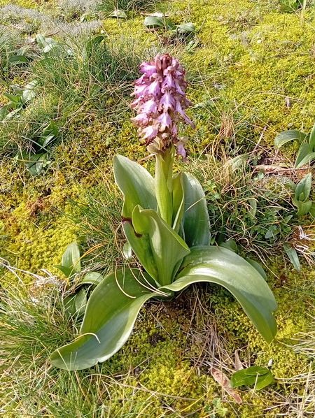 Barlia robertiana  - Philippe Scolan