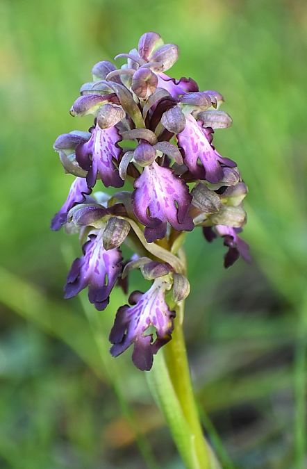 Himantoglossum robertianum  - Jacques Hallot