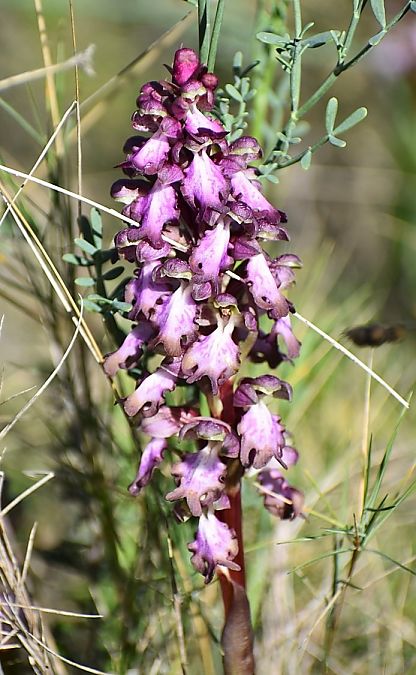 Himantoglossum robertianum  - Jacques Hallot