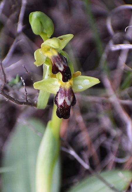 Ophrys forestieri  - Jacques Hallot