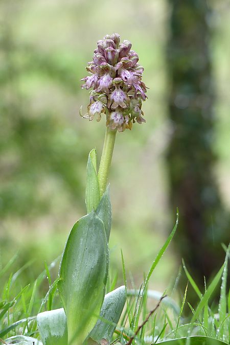 Himantoglossum robertianum  - Françoise Andeol
