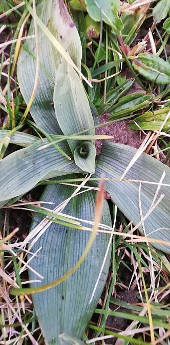 Ophrys apifera  - Laurent Fourneret