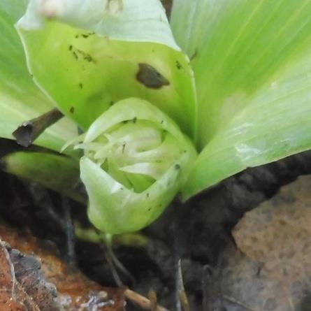 Himantoglossum robertianum  - Laurent Fourneret