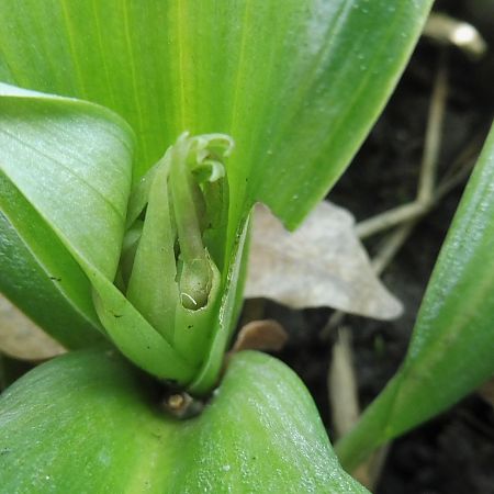 Himantoglossum robertianum  - Laurent Fourneret