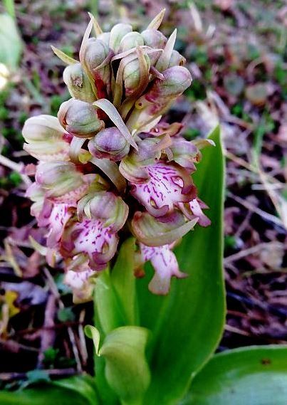 Himantoglossum robertianum  - Laurent Fourneret