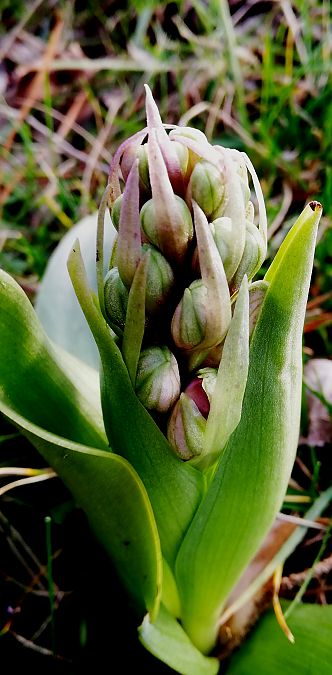 Himantoglossum robertianum  - Laurent Fourneret