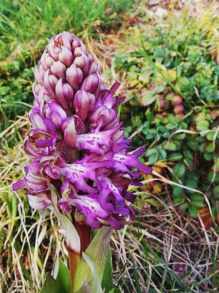 Himantoglossum robertianum  - Laurent Fourneret
