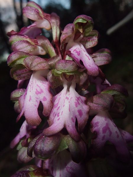 Himantoglossum robertianum  - Vincent Marconnet