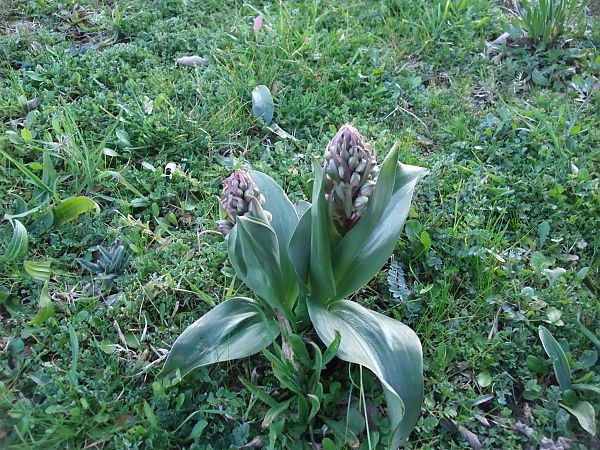 Himantoglossum robertianum  - Vincent Marconnet