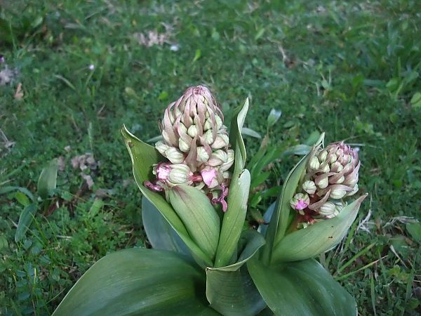 Himantoglossum robertianum  - Vincent Marconnet