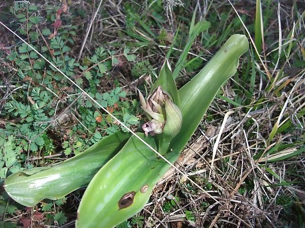 Himantoglossum robertianum  - Vincent Marconnet