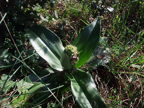 Himantoglossum robertianum  - Vincent Marconnet