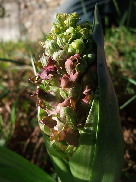 Himantoglossum robertianum  - Vincent Marconnet