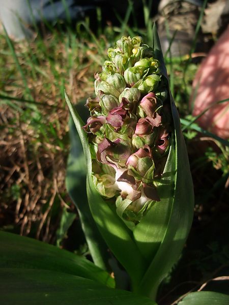 Himantoglossum robertianum  - Vincent Marconnet