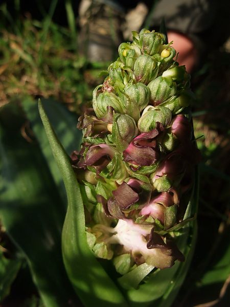 Himantoglossum robertianum  - Vincent Marconnet