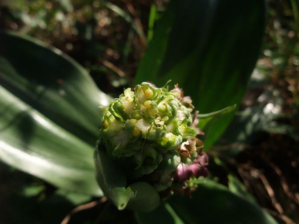 Himantoglossum robertianum  - Vincent Marconnet