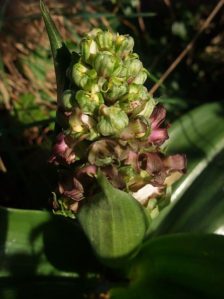 Himantoglossum robertianum  - Vincent Marconnet