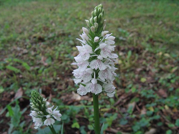 Dactylorhiza maculata 