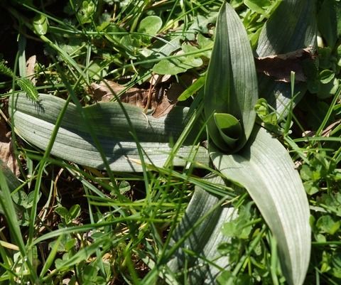 Ophrys apifera  - Bruno Vleeschouwers
