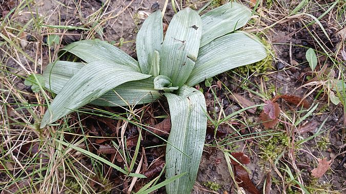 Ophrys apifera  - José Miguel Martins Da Silva