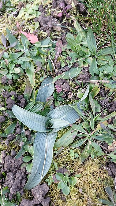 Ophrys apifera  - José Miguel Martins Da Silva