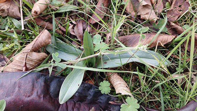 Ophrys apifera  - José Miguel Martins Da Silva