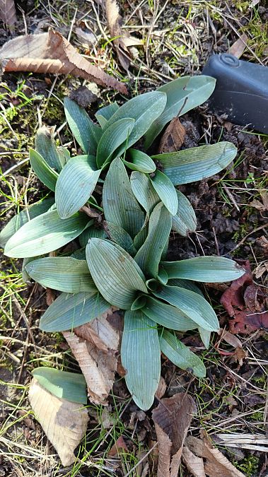 Ophrys apifera  - José Miguel Martins Da Silva