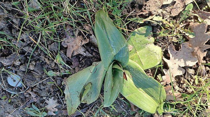 Himantoglossum hircinum  - José Miguel Martins Da Silva