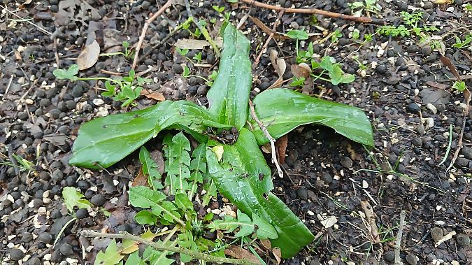 Himantoglossum hircinum  - José Miguel Martins Da Silva