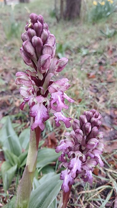Himantoglossum robertianum  - José Miguel Martins Da Silva