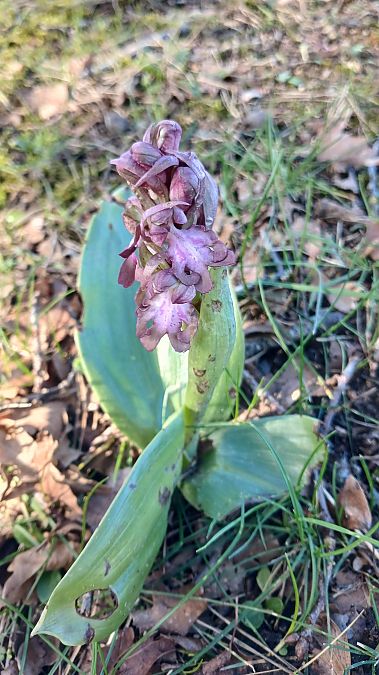 Himantoglossum robertianum  - José Miguel Martins Da Silva